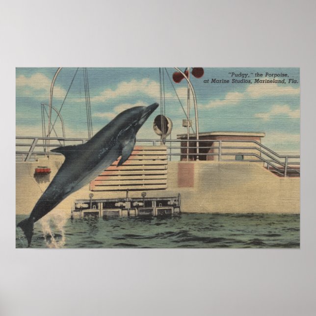 Póster Marineland, Florida - Vista de Pudgy el (Frente)