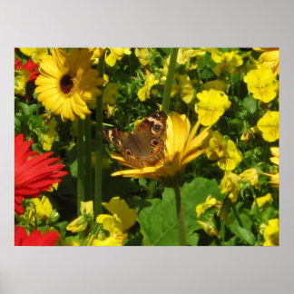Póster Mariposa