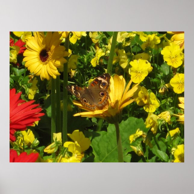 Póster Mariposa (Frente)