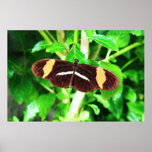 Póster Mariposa