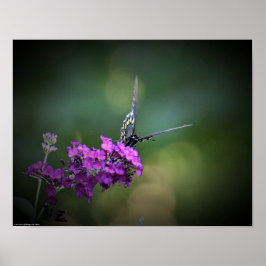 Póster Mariposa,
