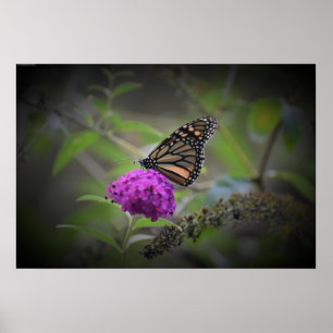 Póster Mariposa,