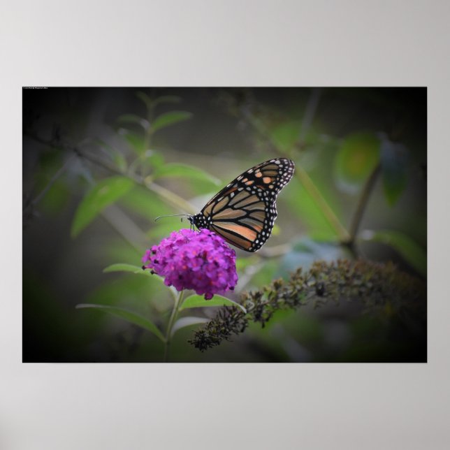 Póster Mariposa, (Frente)