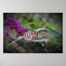 Póster Mariposa,