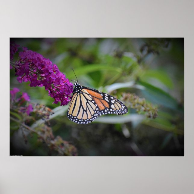 Póster Mariposa, (Frente)