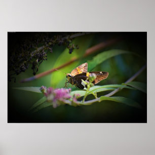 Póster Mariposa,