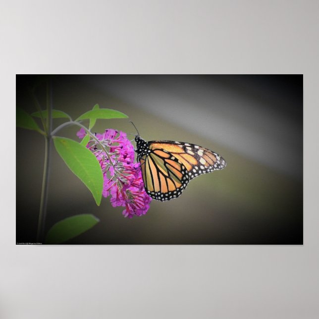 Póster Mariposa, (Frente)