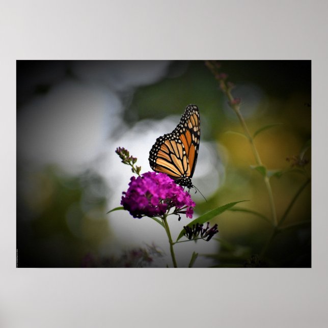 Póster Mariposa, (Frente)