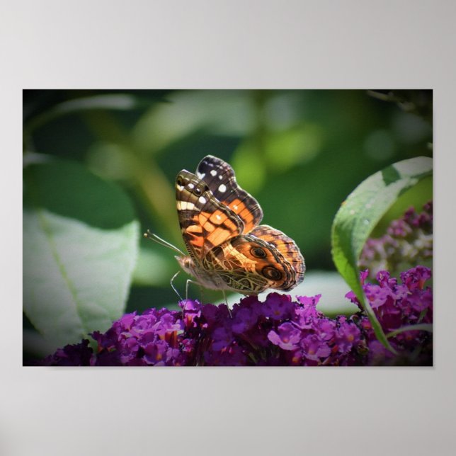 Póster Mariposa, (Frente)