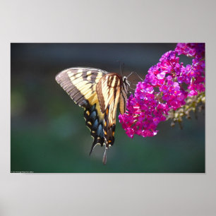 Póster Mariposa,