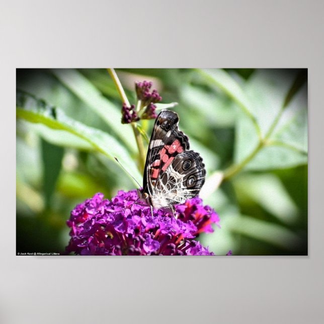 Póster Mariposa, (Frente)