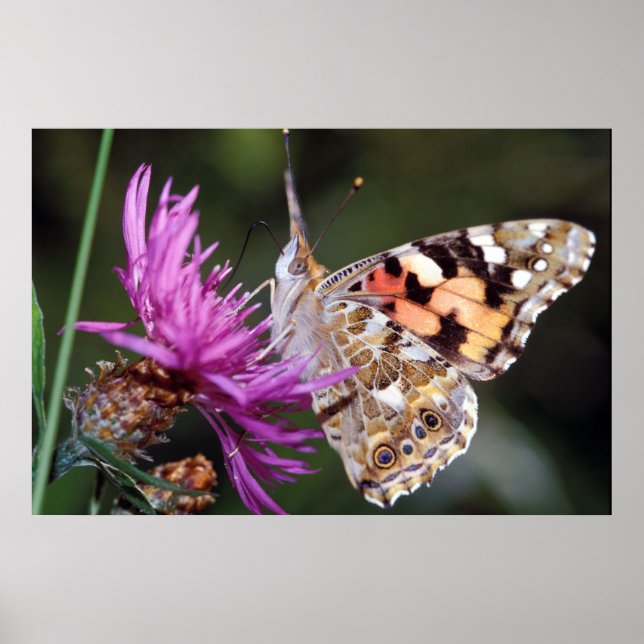 Póster Mariposa (Frente)