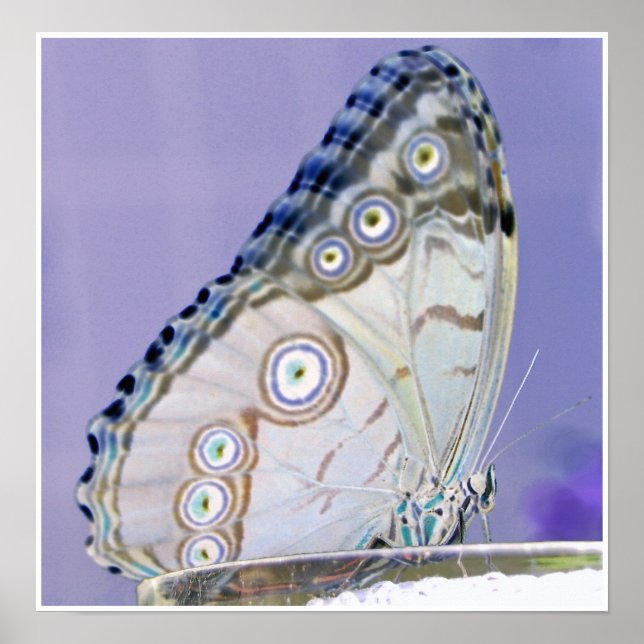 Póster mariposa (Frente)