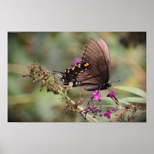 Póster Mariposa, (Frente)