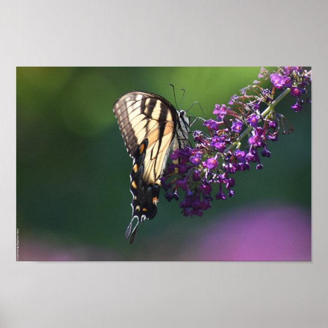 Póster Mariposa, (Frente)
