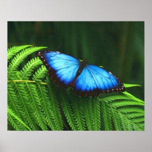 Póster Mariposa