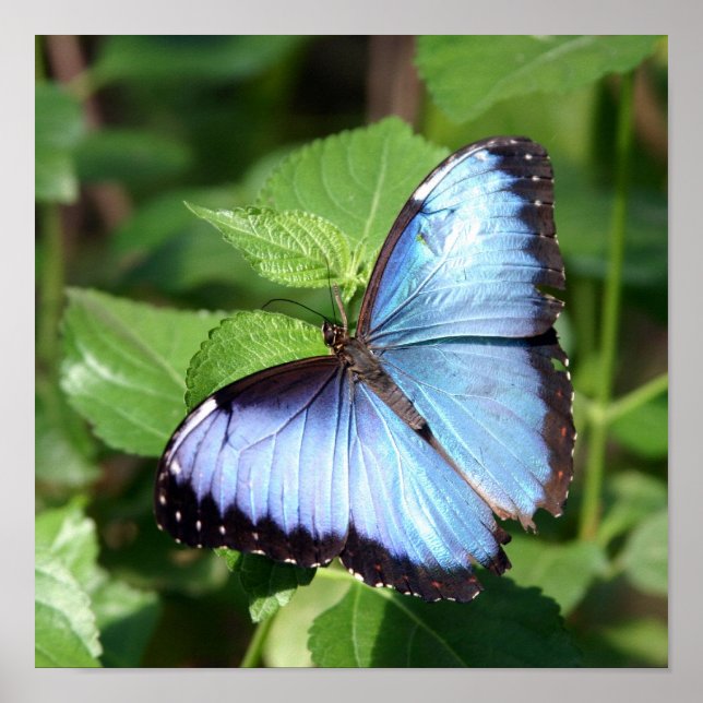 Póster mariposa (Frente)