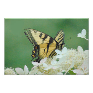 Póster Mariposa