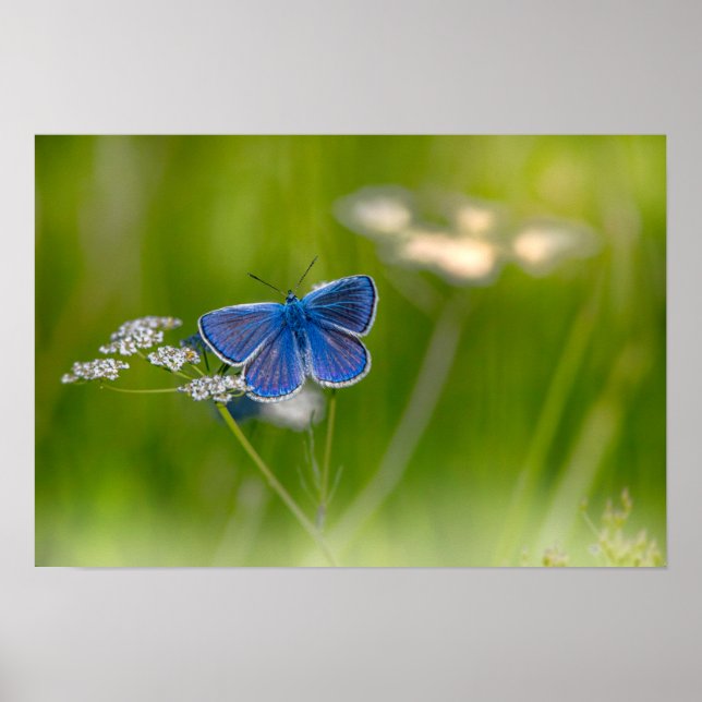Póster Mariposa (Frente)