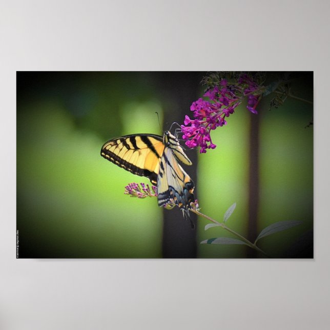 Póster Mariposa, (Frente)