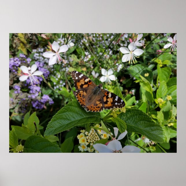 Póster mariposa (Frente)