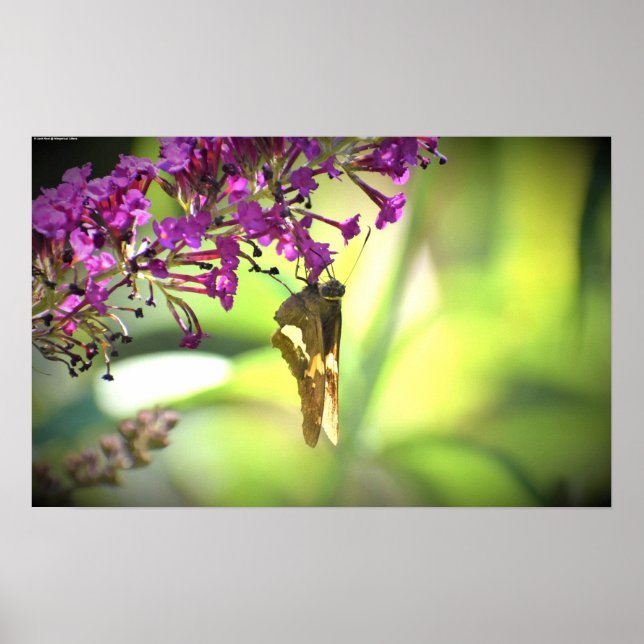 Póster Mariposa, (Frente)