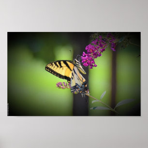 Póster Mariposa,