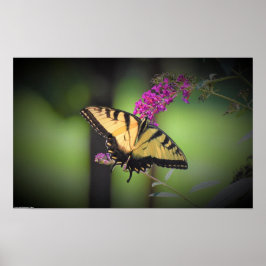 Póster Mariposa,