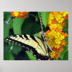 Póster Mariposa