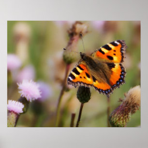 Póster Mariposa