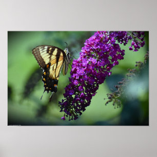 Póster Mariposa,