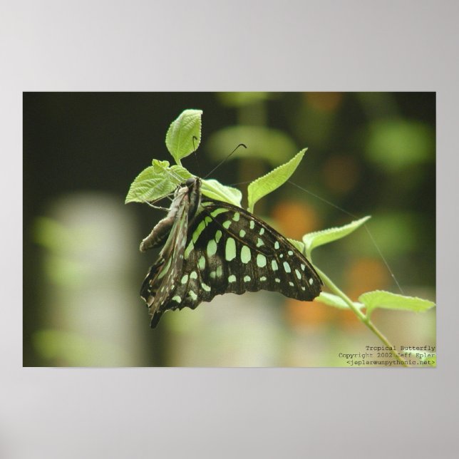 Póster Mariposa (Frente)