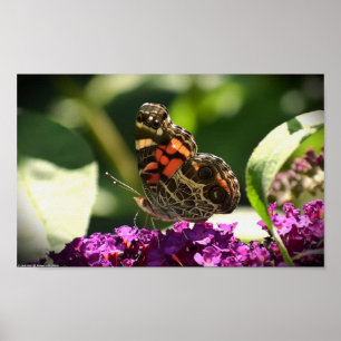 Póster Mariposa,