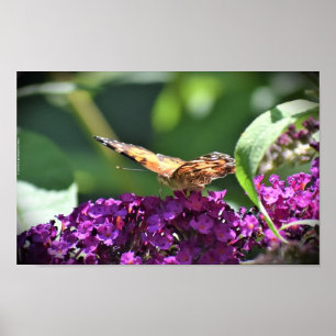 Póster Mariposa,