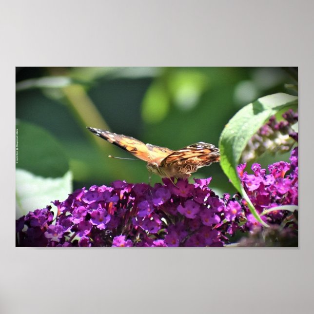 Póster Mariposa, (Frente)