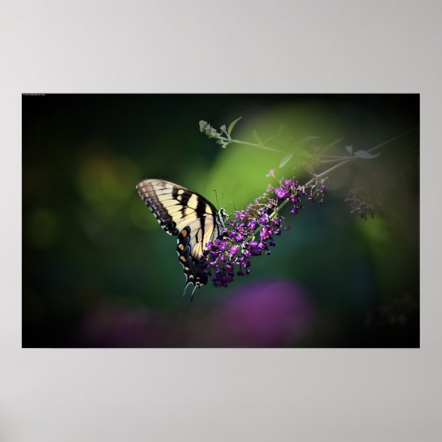 Póster Mariposa, (Frente)