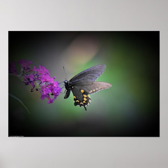 Póster Mariposa, (Frente)