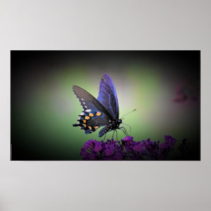 Póster Mariposa,