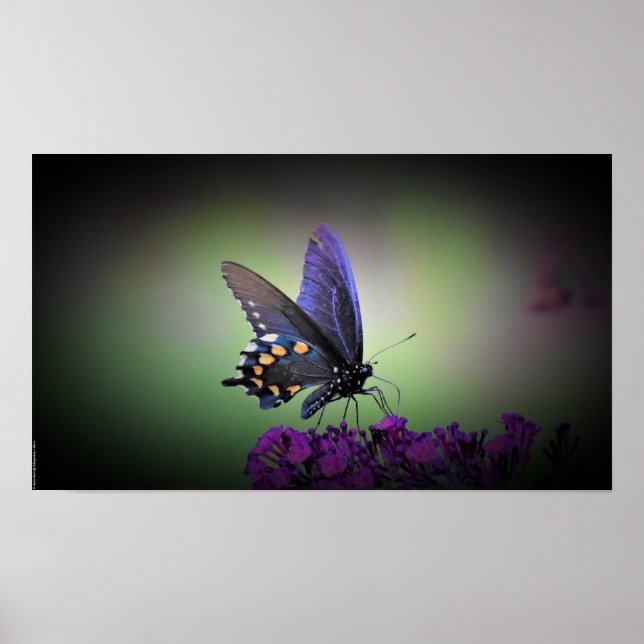 Póster Mariposa, (Frente)
