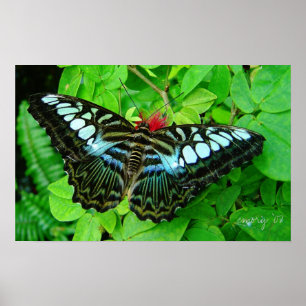 Póster Mariposa
