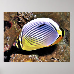 Póster Mariposa