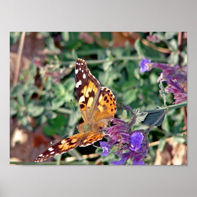 Póster Mariposa (Frente)