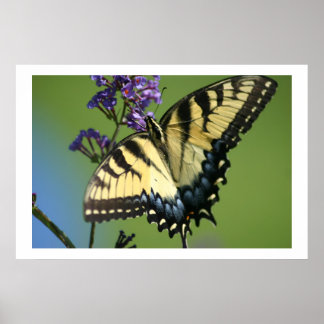 Póster Mariposa 1
