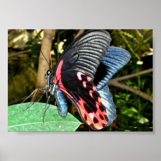 Póster Mariposa 1