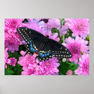Póster Mariposa a cuadros de Baltimore