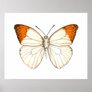 Póster Mariposa acuarela, gran punta naranja