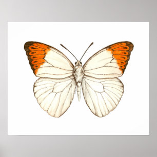 Póster Mariposa acuarela, gran punta naranja