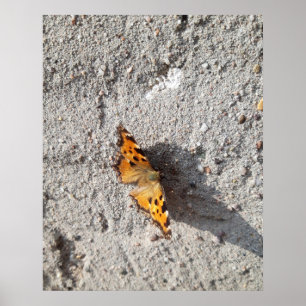 Póster Mariposa al sol