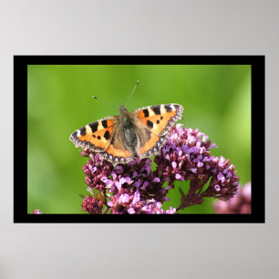 Póster Mariposa al sol