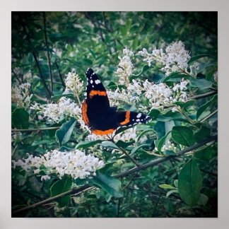 Póster Mariposa Almirante Rojo